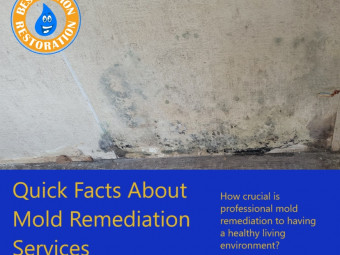 The Benefits of Professional Mold Remediation Services